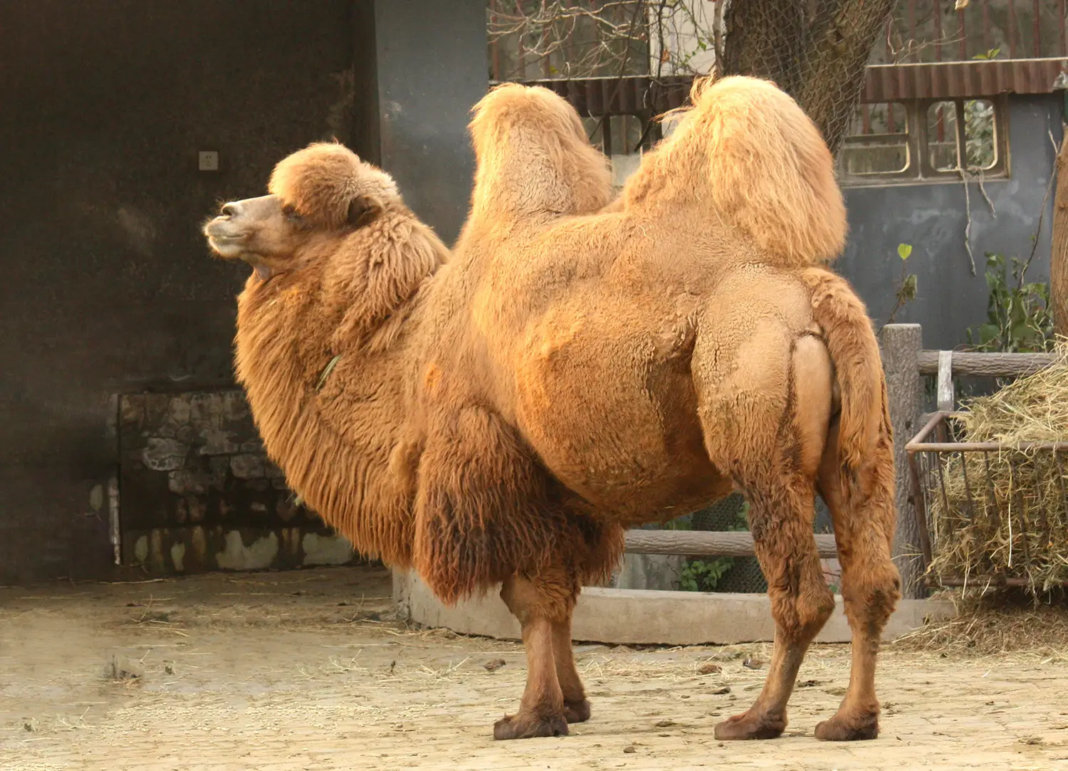 A camel with two humps. 